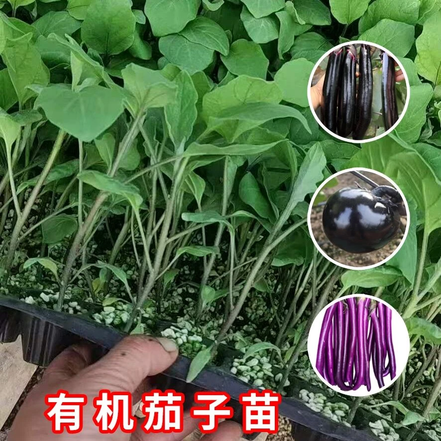 直根黑长茄苗黑圆茄苗杭茄苗子种苗