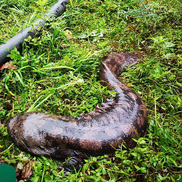 汉中秦岭娃娃鱼4斤到18斤水产养殖场直销鱼类人工养殖