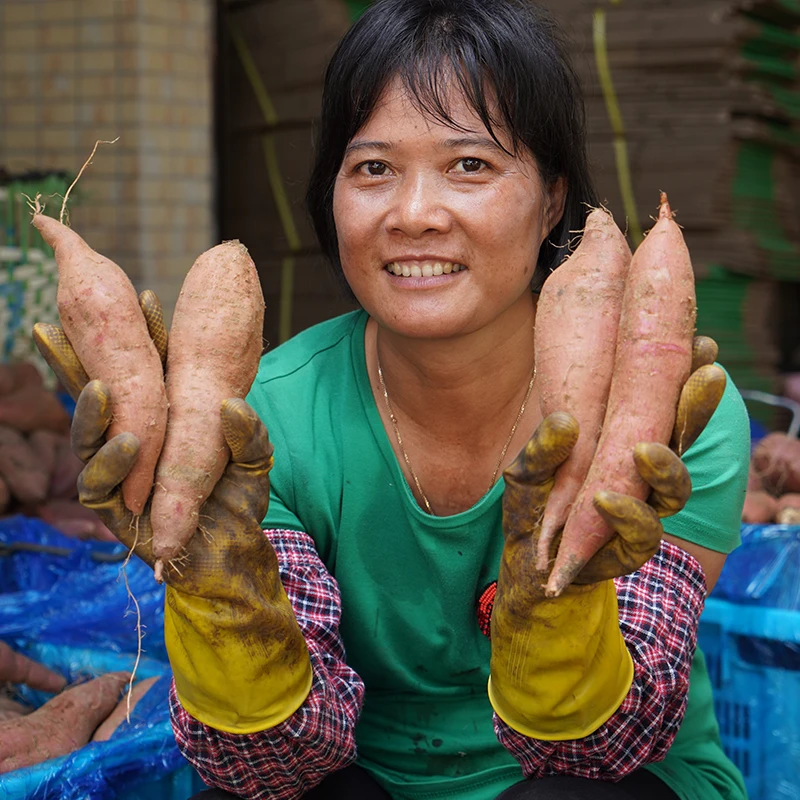 【南沙一点红番薯】沙地蜜薯地瓜冰淇淋蜜薯4斤
