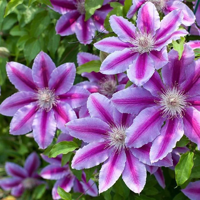 鲁佩尔博士铁线莲花小苗盆栽早花大花阳台垂吊花卉爬墙藤本绿植物