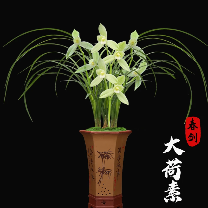 四川春剑 大荷素 高档荷瓣素花名品过年开花年宵花室内花卉绿植