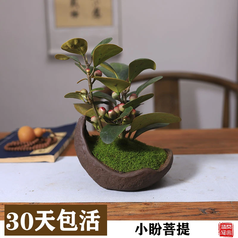 小盼菩提盆栽带果发货菩提树盆景办公室桌面绿植耐旱好养果实盆景