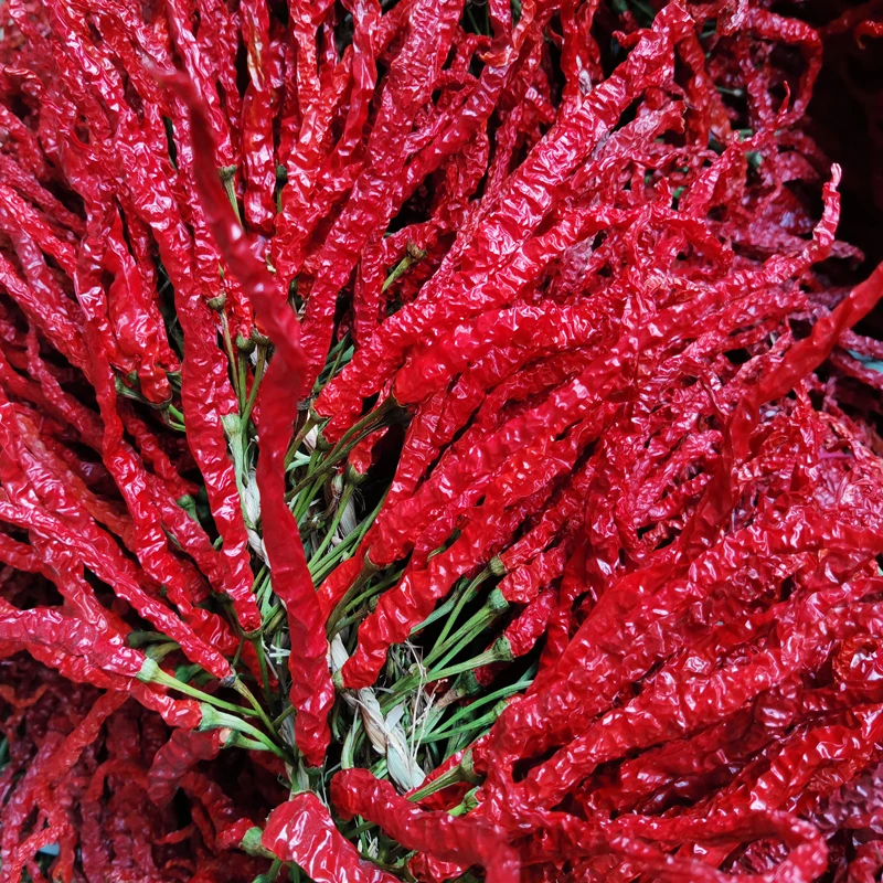 贵州毕节土特产新鲜干辣椒皱椒皮薄肉厚微辣特香250（半斤）包邮