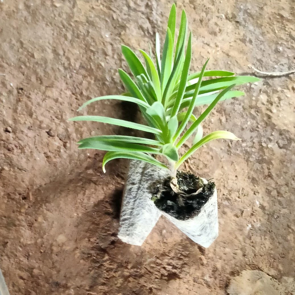 满天星小苗切花品种干花永生花室内外养植绿化