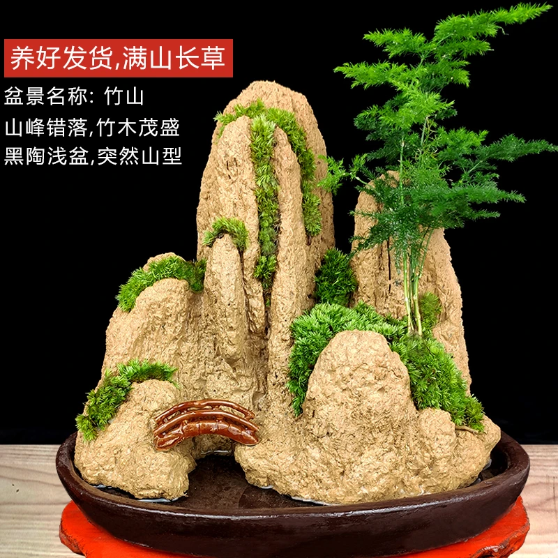 竹山文竹桌面盆景植物室内老桩盆栽花卉造景罗汉松山水小摆件绿植