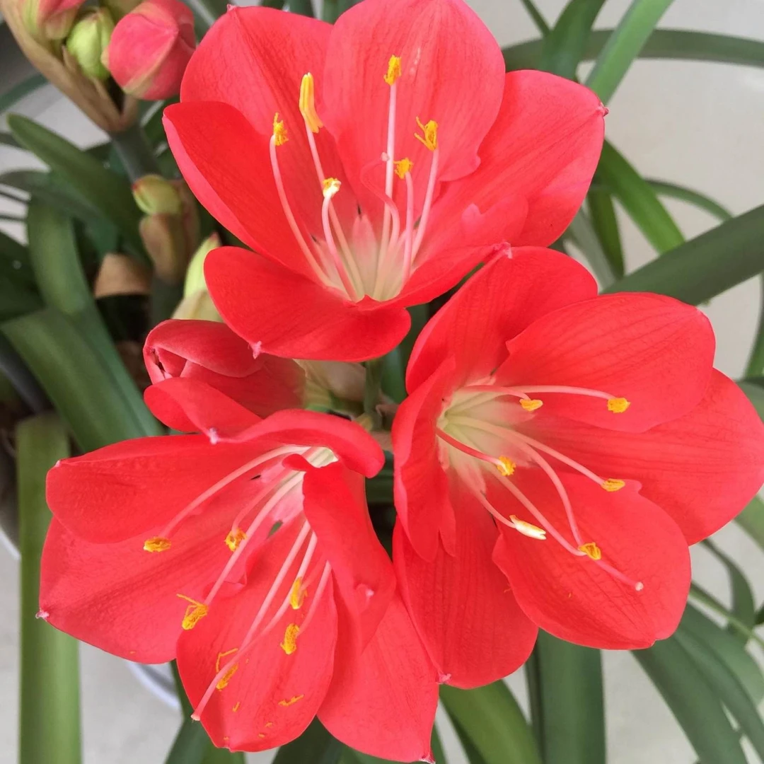 白心紫根兰盆栽植物室内绿植好养好看开花绿色植物窗台花卉包邮