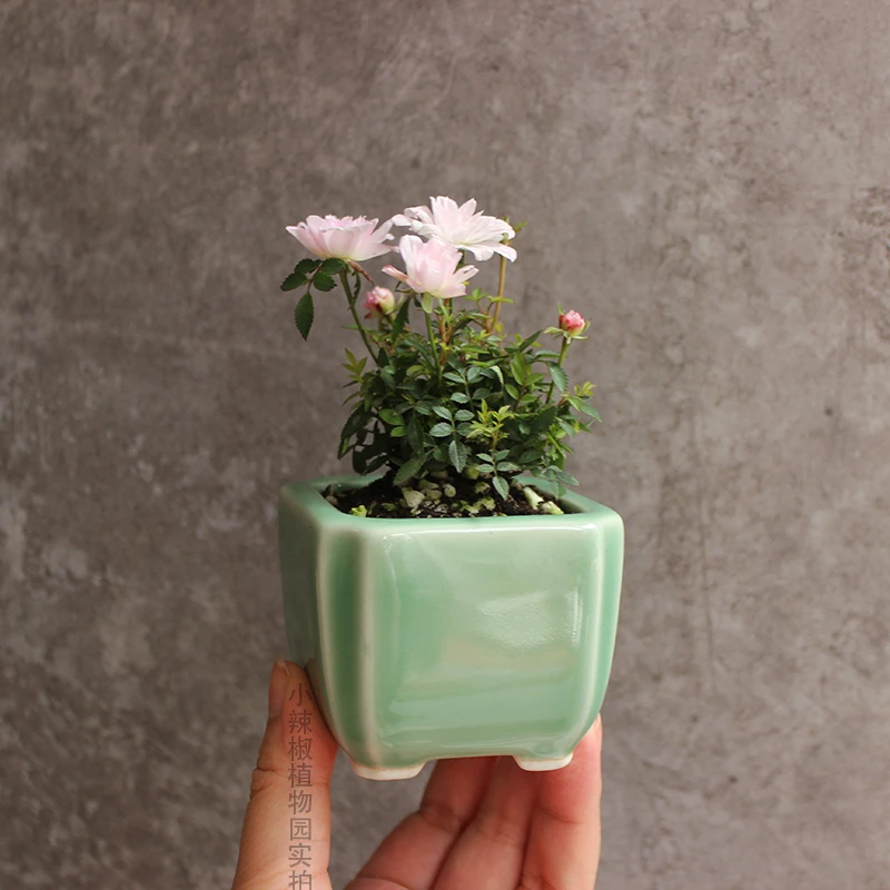 微型姬月季姬乙女迷你微型植物小盆栽盆景成品四季开花绿植阳台窗