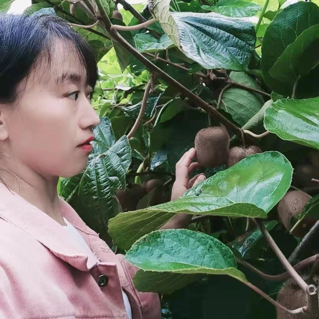 陕西周至猕猴桃翠香（亚特）净重2.5千克正宗陕西特产绿心