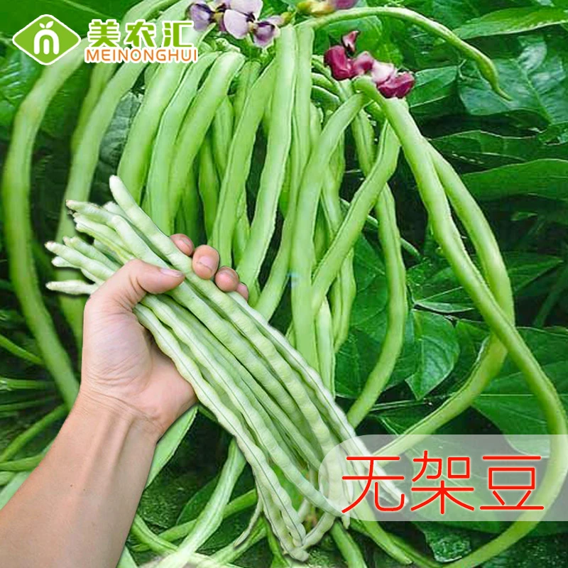 无架豆地豆种子 不搭架豇豆豆角种孑四季豆籽 好吃易种 (发货快)