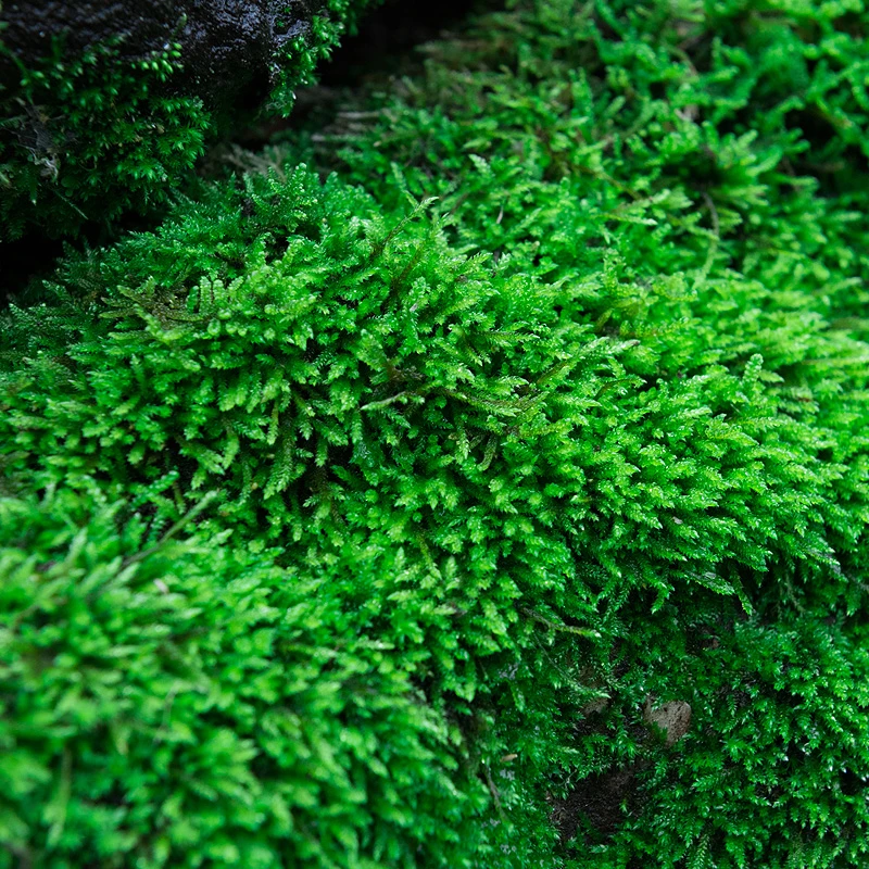 鲜活小灰藓苔藓微景观植物假山水陆缸雨林diy造景盆景盆栽青苔