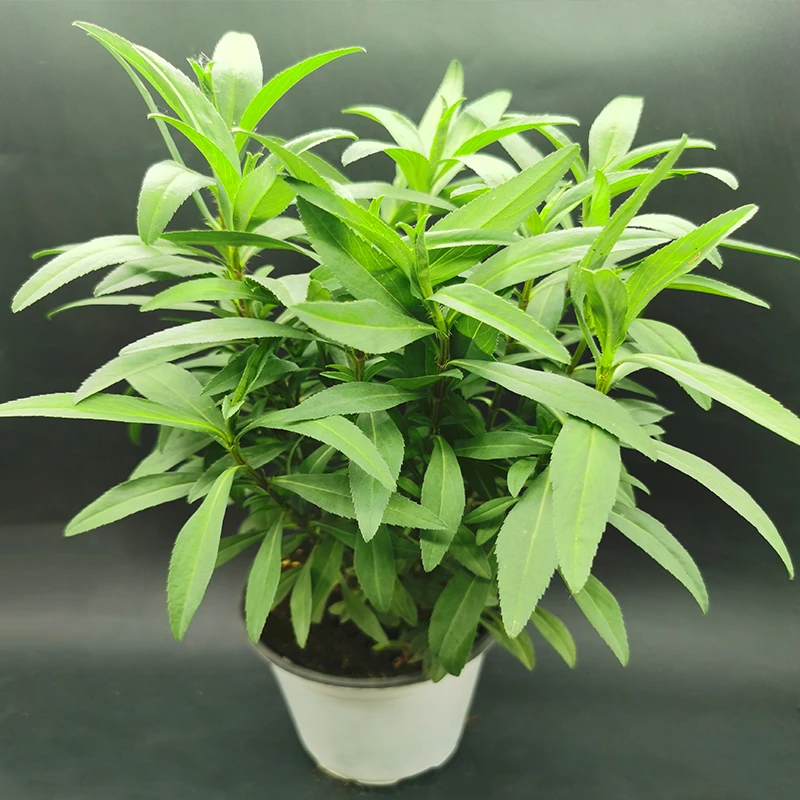 芳香万寿菊 香草盆栽 阳台绿植 庭院花卉 驱蚊 可食用 泡茶浓郁