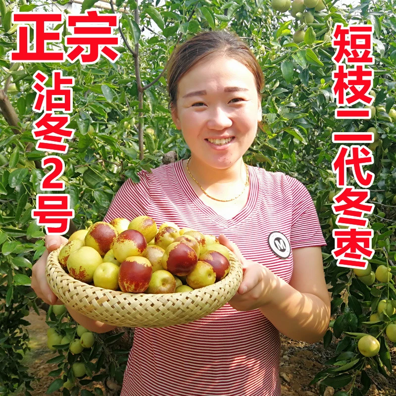 正宗短枝二代沾化冬枣2/4.5斤装沾冬二号冬枣甜脆爆汁现摘现发