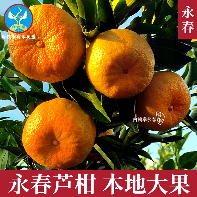 （曾姑娘）正宗本地永春芦柑大果中果5斤10斤包邮特惠专场