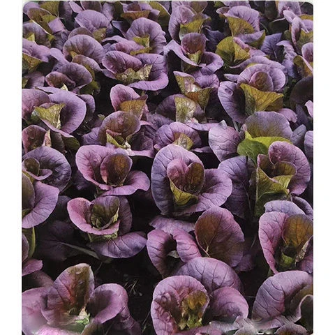 京研紫快菜种子 紫色小白菜种子 紫叶快菜种子 蔬菜种子 农科院