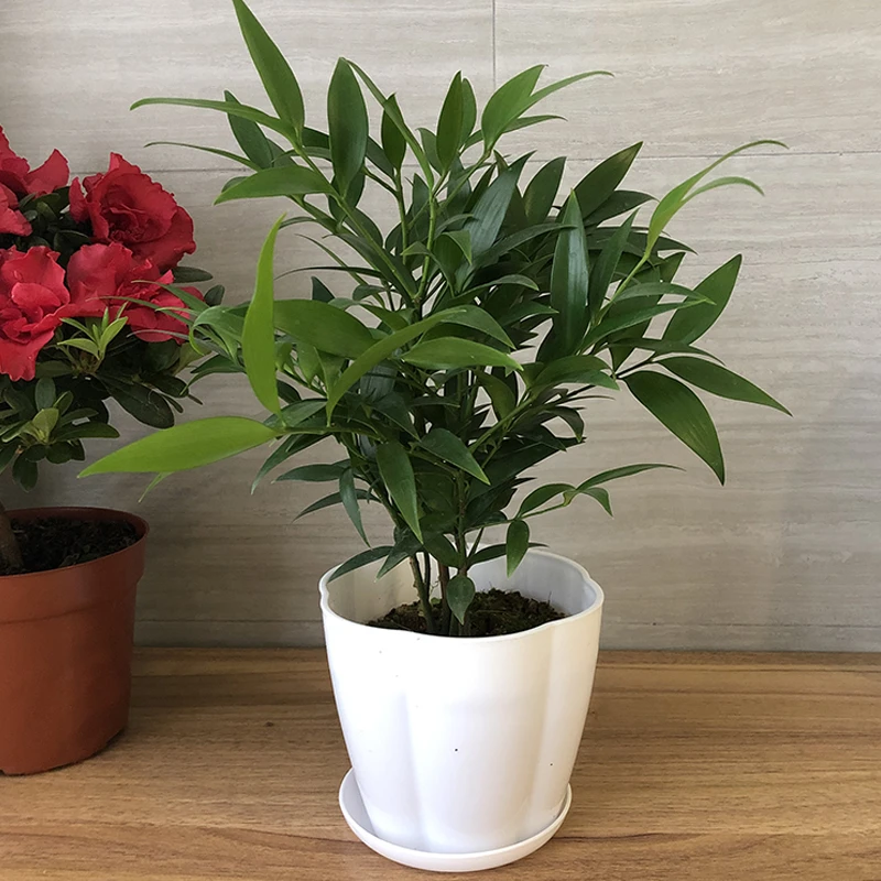 竹柏 竹叶柏观叶室内 好养的耐阴卫生间盆栽绿植办公前台美观植物