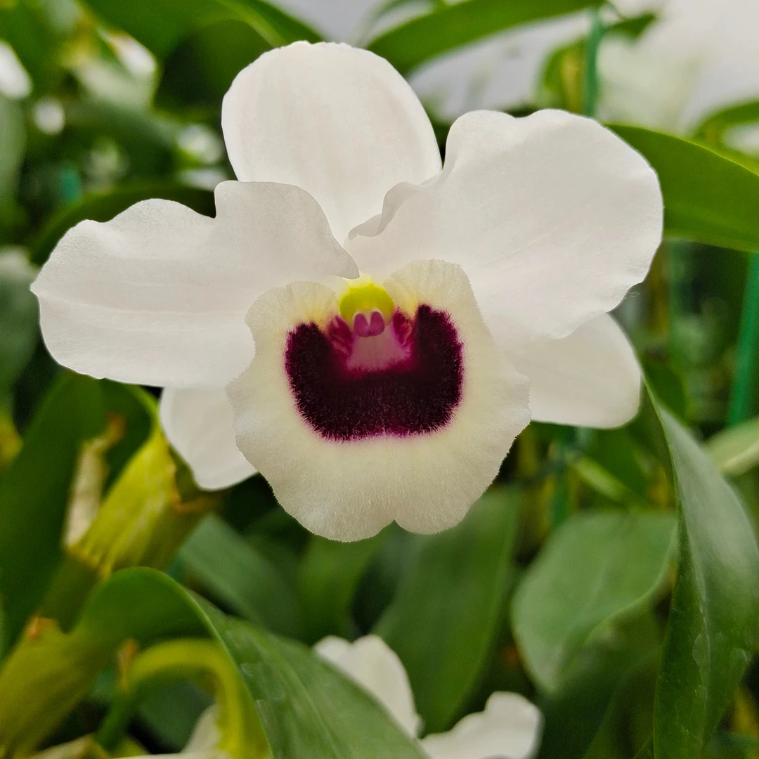 进口老品种白国王石斛花卉正宗新手开花春天品牌种植