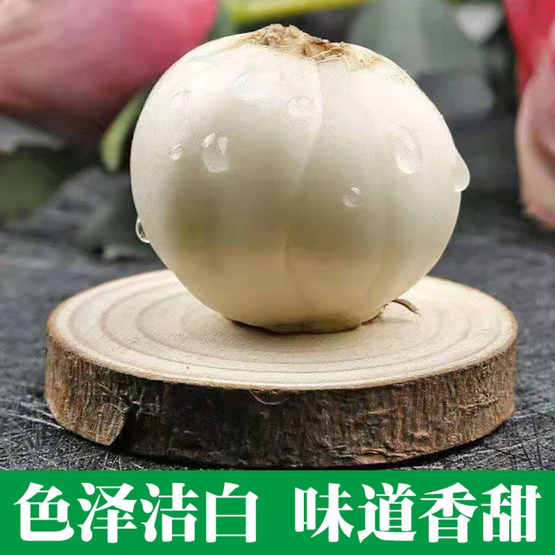 兰州甜百合甘肃新鲜百合食用肉厚非干货试吃500g包邮香甜鲜百合