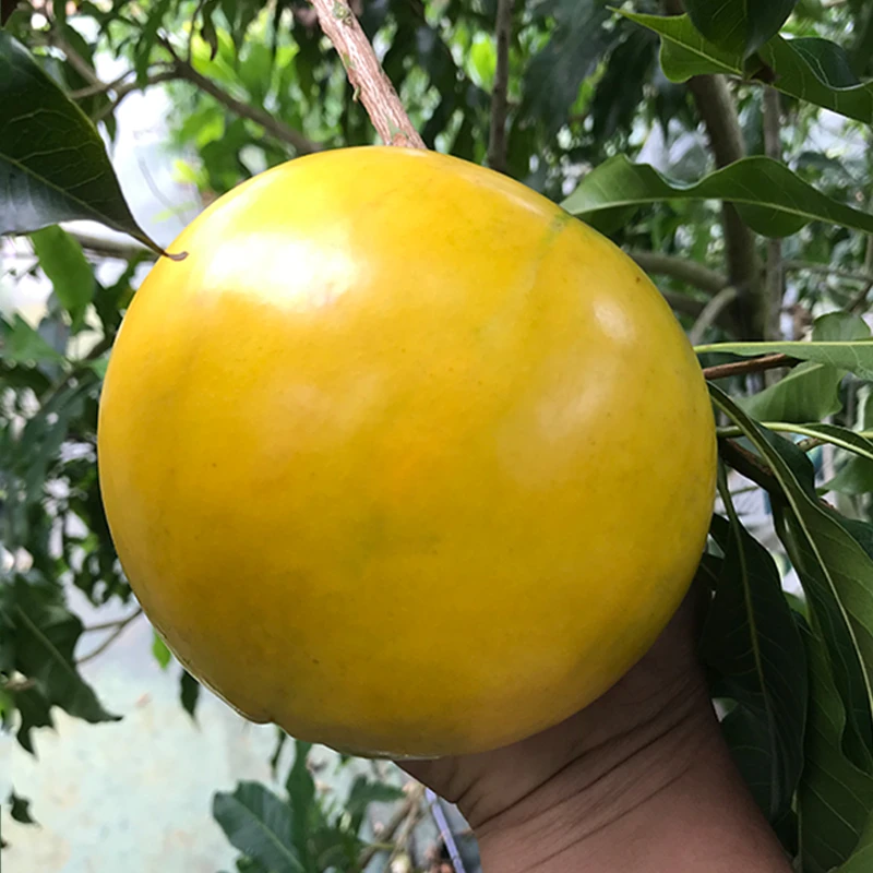 黄晶果品种嫁接苗