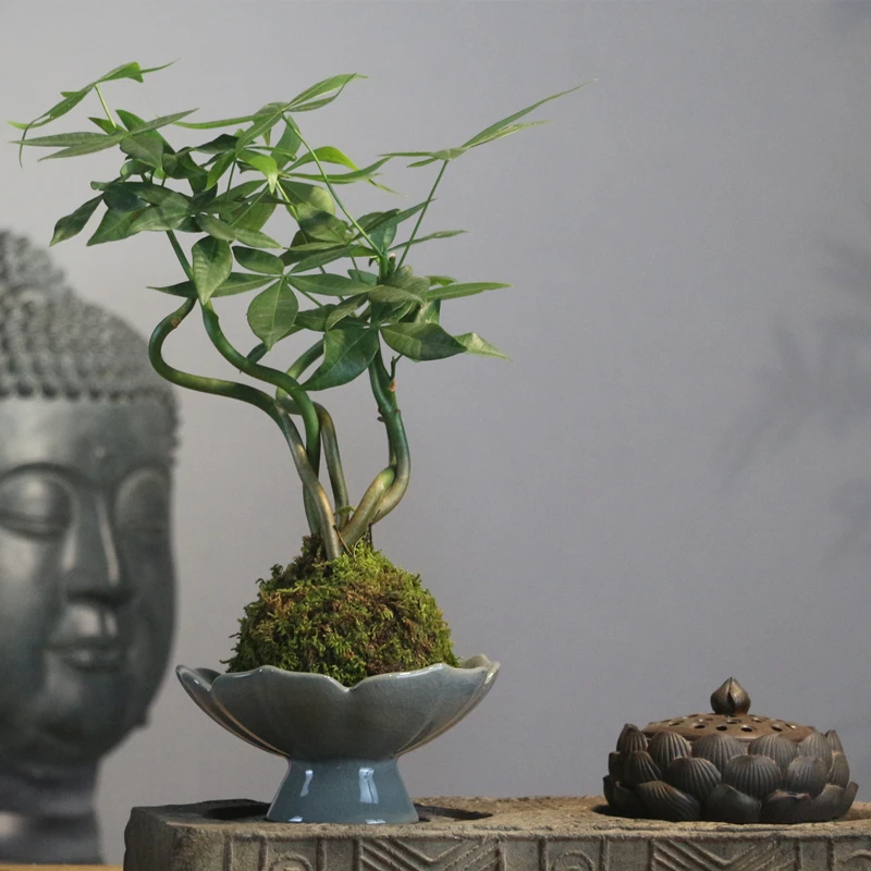 水培苔藓球五福发财树室内茶几办公桌面趣味盆景吸甲醛禅意小绿植