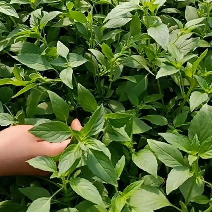 大叶荆芥种子