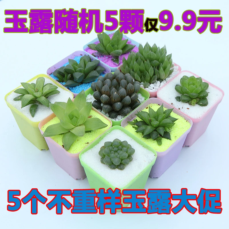 水晶玉露透窗玉露姬玉露防辐射组合套餐多肉植物玉露清仓批发