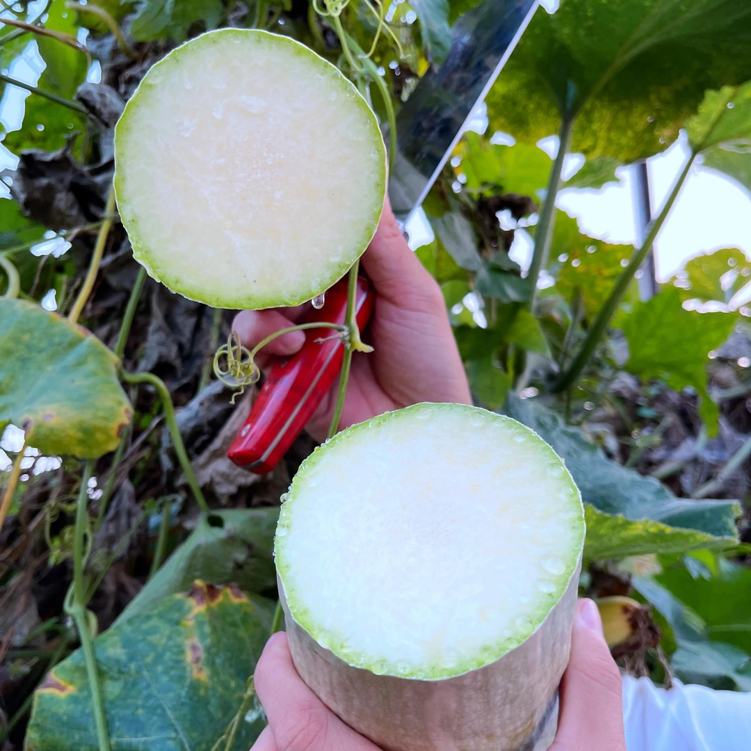 砍瓜种子种籽苗特大农家家庭种菜秧巨型菜瓜爬藤藤蔓蔬菜孑秧苗