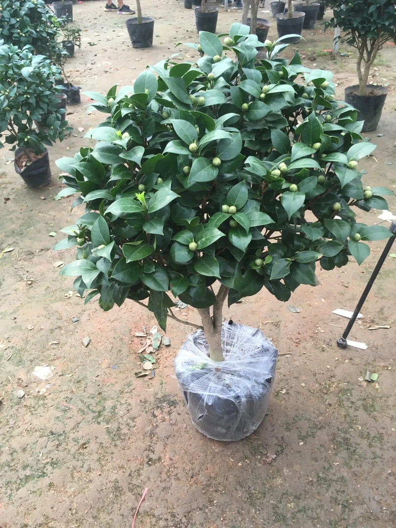 十八学士茶花带花苞室内四季绿山茶花树苗阳台