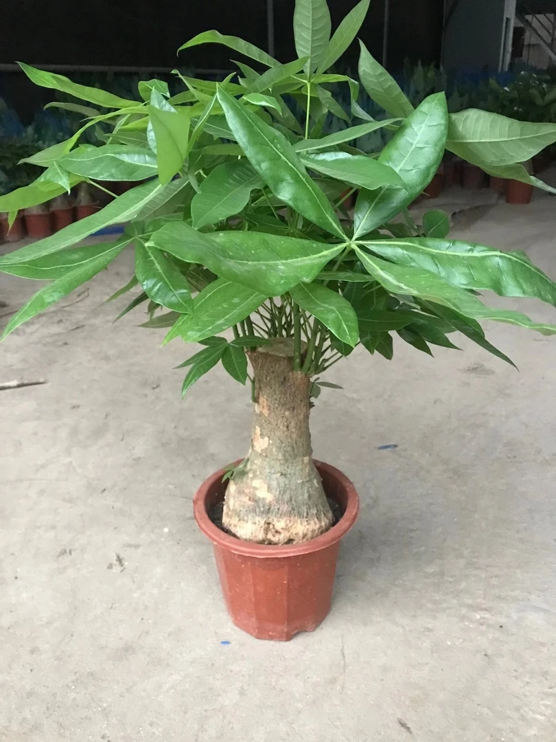 矮胖土壤盆栽前台室内大盆景四季常青植物办公室招财绿植金钱树