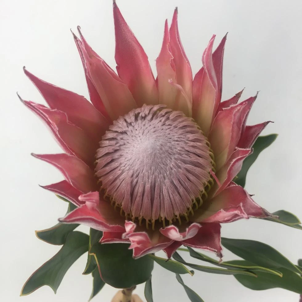 鲜花速递同城直批北京南非进口鲜花花材帝王花鲜花 海神 可做干花