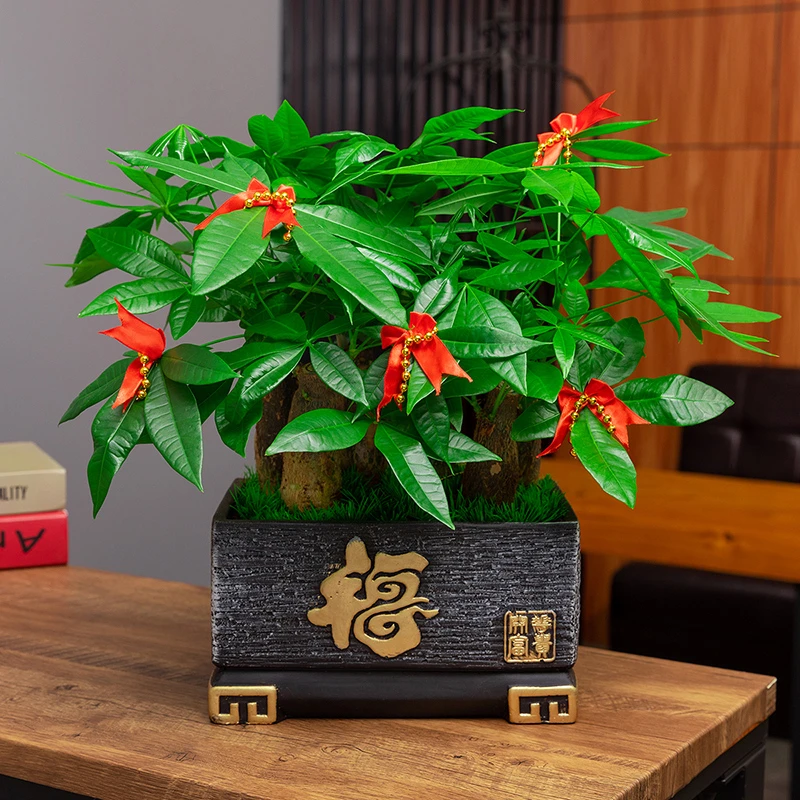 发财树大型盆栽室内绿植客厅办公桌面前台盆景植物美观叶片