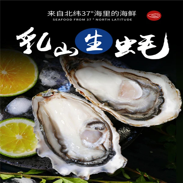 山东威海乳山生蚝牡蛎 五斤装 十斤装  顺丰快递 乳山发货 肥度好
