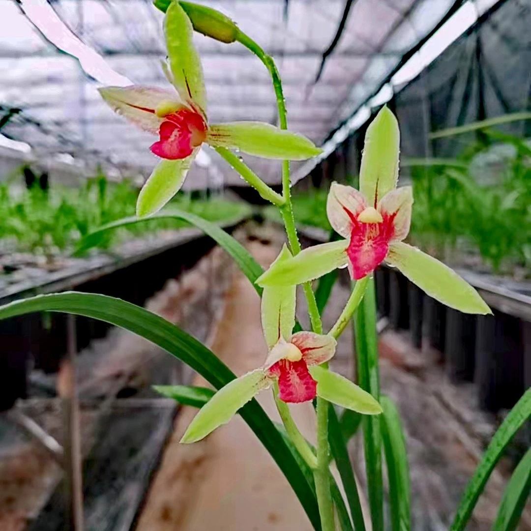 红舌头建兰佛光红素转色花非常漂亮东方，夏季兰花开花花高出架
