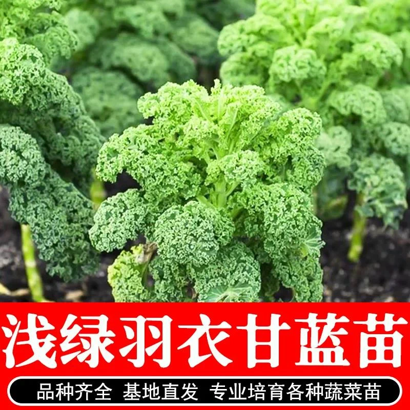 进口羽衣甘蓝蔬菜种子苗食用蔬菜种籽阳台孑四季盆栽雨衣语衣甘篮