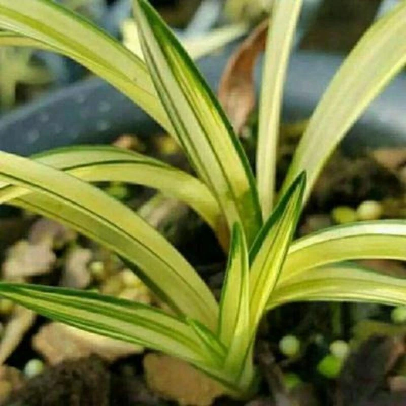兰花  矮种春兰 黄金中透白中透艺 室内绿植花卉盆栽