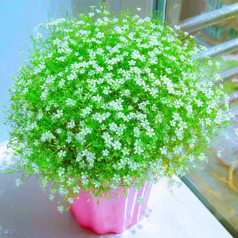 四季易活【满天星种子】开花不断室内阳台盆栽净化空气观赏花卉籽