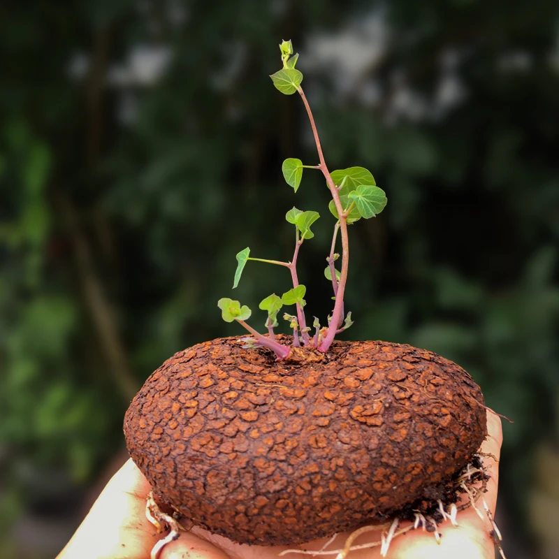 红藤山乌龟金不龟换植物圆叶景观爬藤圆叶室内盆景盆栽肉肉绿植物