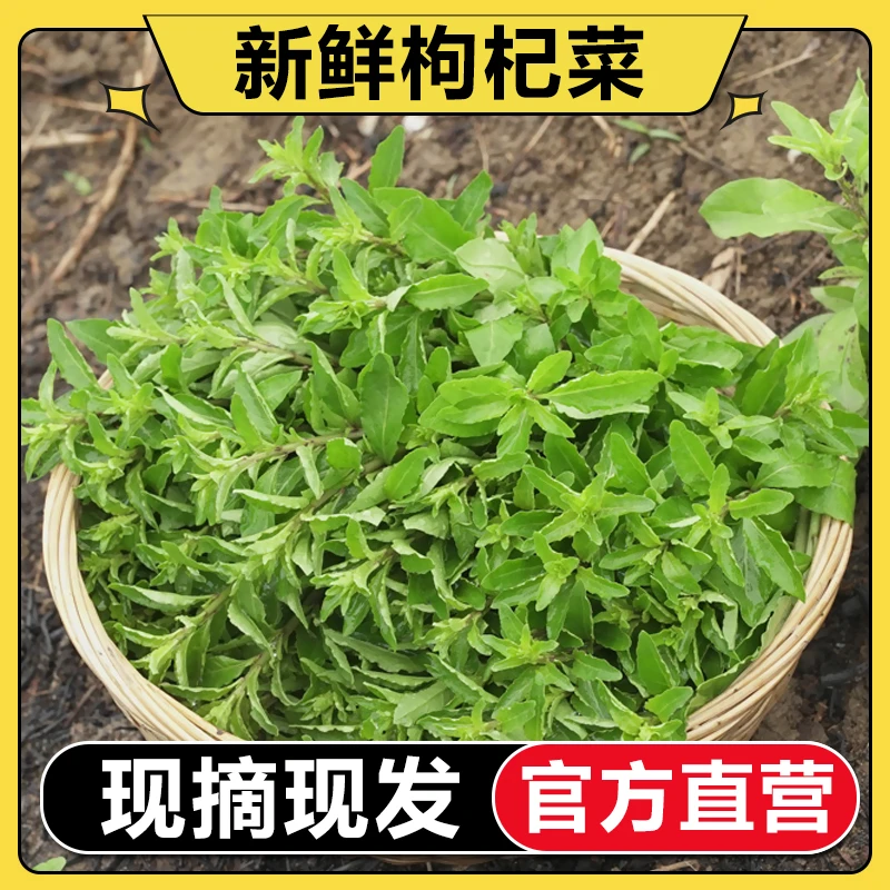 【官方直营】枸杞叶菜新鲜枸杞头嫩芽蔬菜半斤1斤2斤3斤4斤枸杞菜