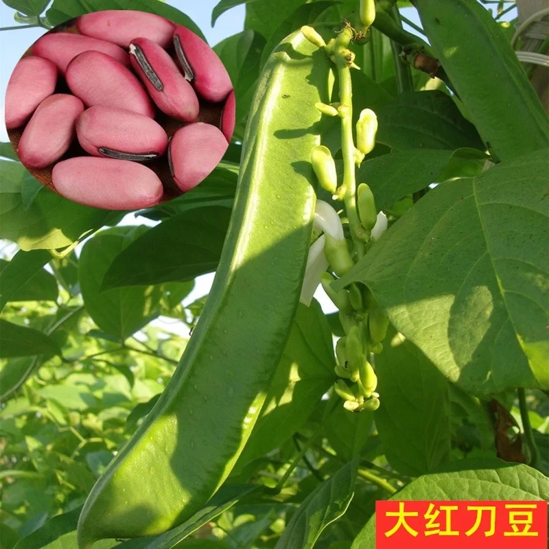 大红实拍刀豆种子家庭阳台小院种植