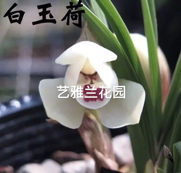 精品兰花直播间一物一拍,切勿乱拍!裸根发货