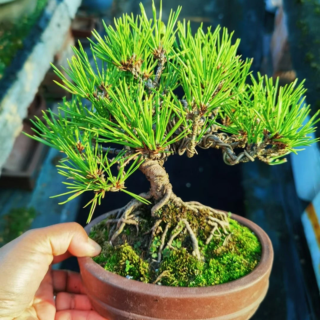 盆养十五年籽播黑松小老桩微型盆景