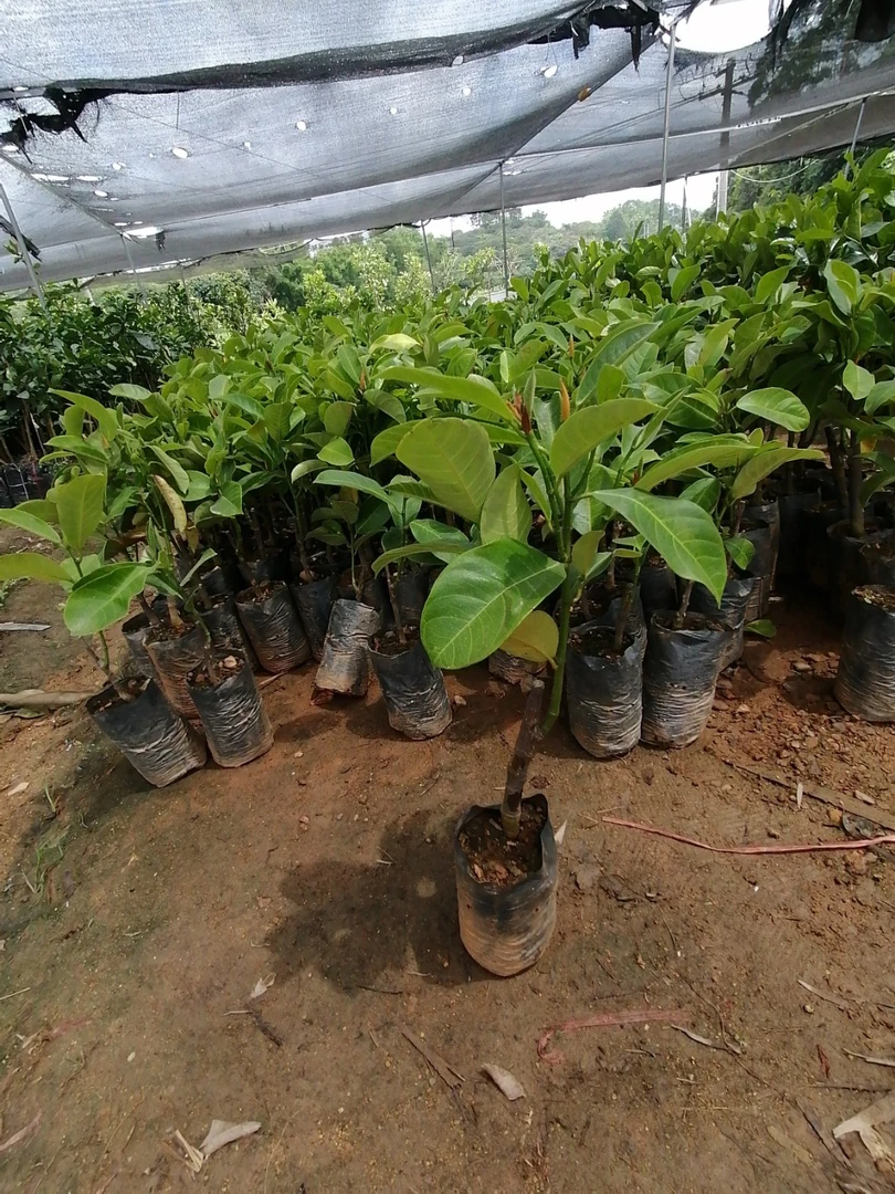 榴莲蜜苗杯苗 带土带叶南北方盆栽地栽庭院种植 两年苗  包邮