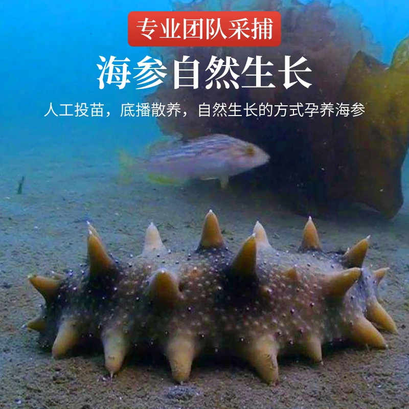 大连北纬39°自家海域半干海参500/g