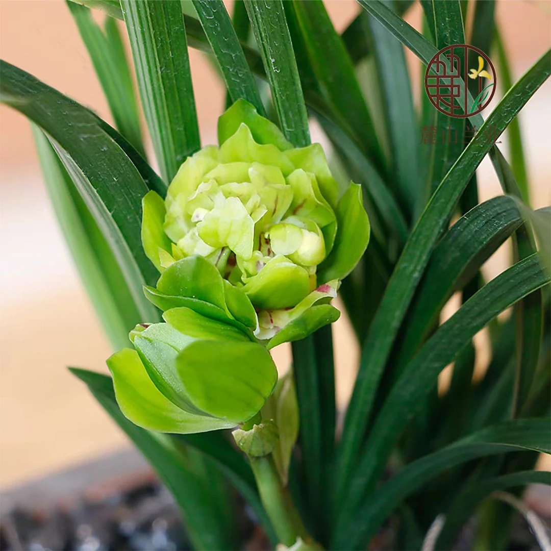 春兰【九仙牡丹】带花苞浓香型春节前后开花易开花易活盆栽