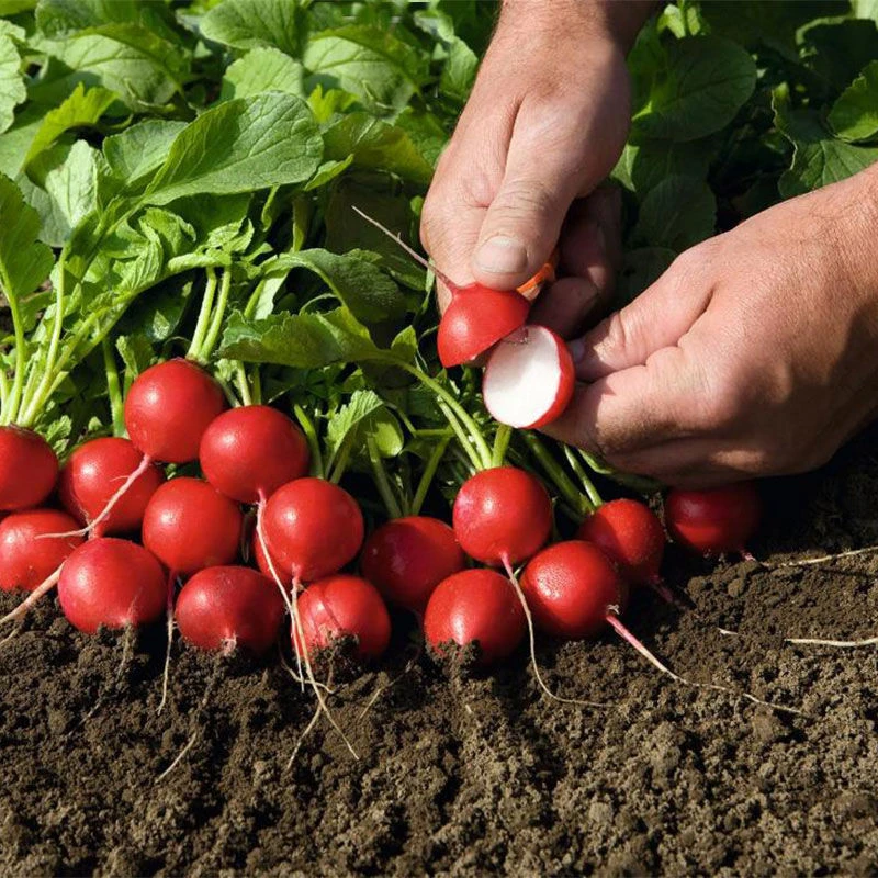 樱桃小萝卜种子心里美白萝卜沙窝早熟阳台盆栽水果蔬菜种子四季播