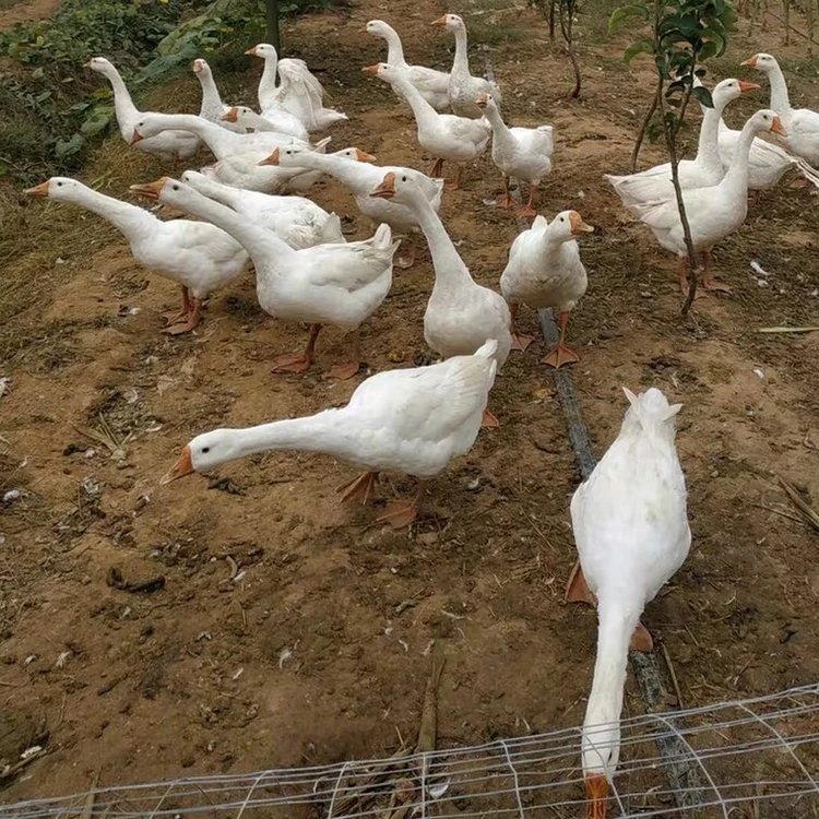 东北大鹅7斤左右