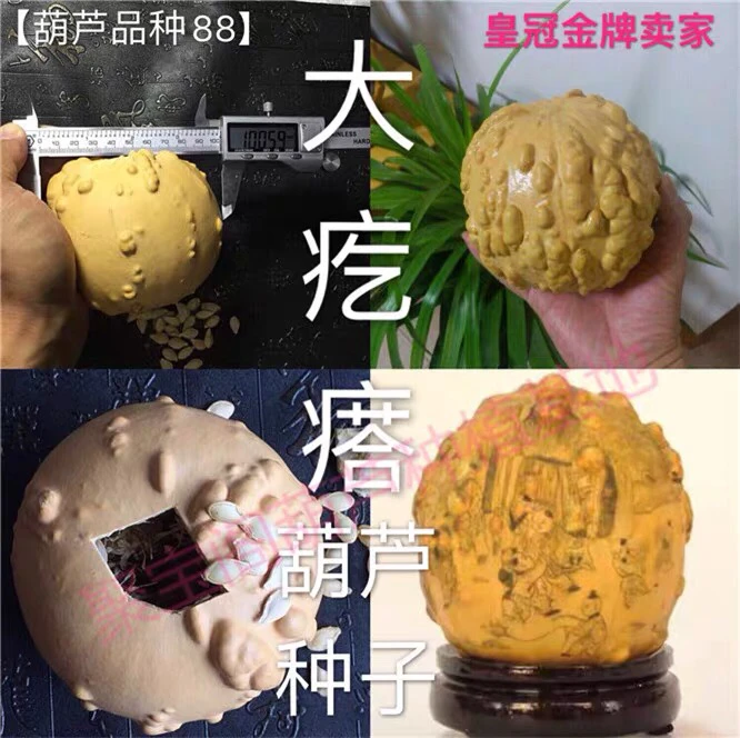 【88】大疙瘩葫芦种子籽 文玩小葫芦盆栽手捻特超大巨型八宝葫芦丝