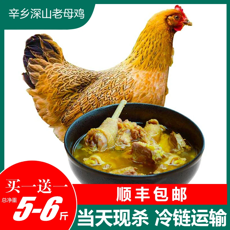 辛乡深山老母鸡正宗散养土鸡老母鸡买一送一2只5斤 顺丰冷链包邮