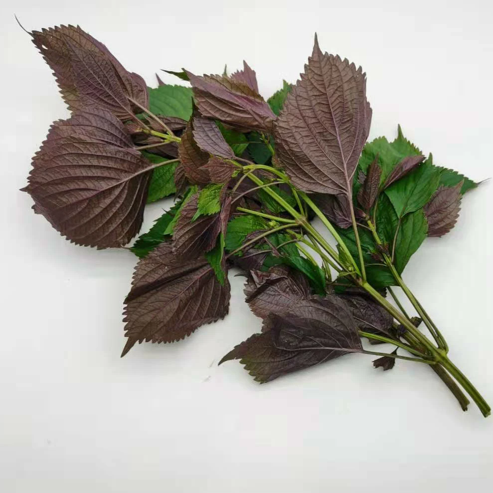 新鲜紫苏叶带杆香料食用提鲜去腥炒螺牛蛙鱼虾蛳粉调料