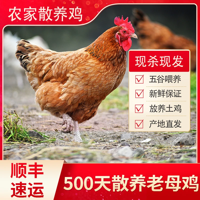 御农天下-散养土鸡净重1500g一只，现杀抽真空加冰袋发货