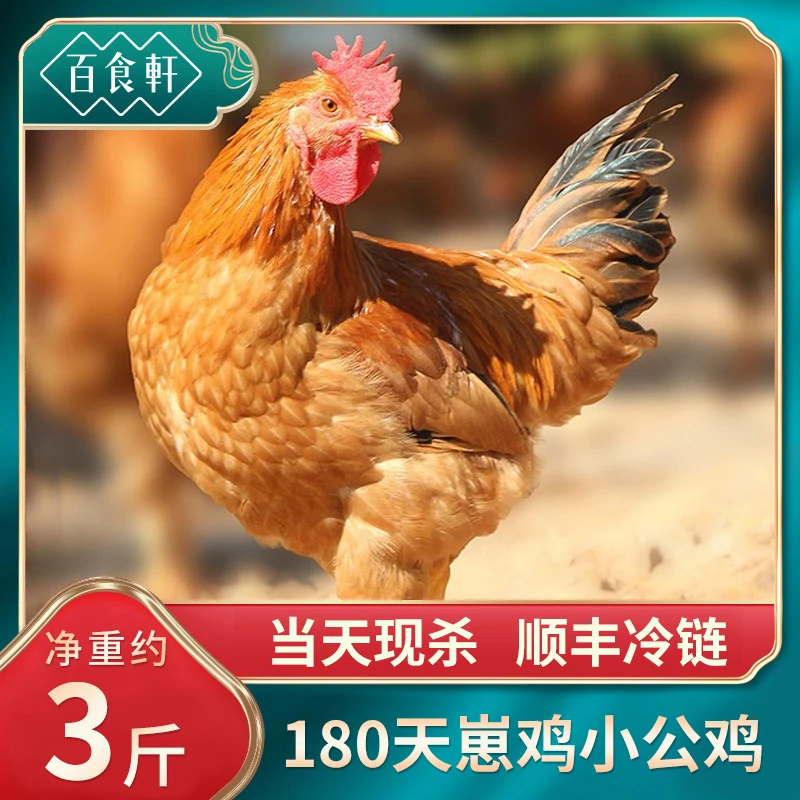 百食轩 正宗农家生态土公鸡新鲜现杀土鸡童子鸡走地鸡3斤1只山东
